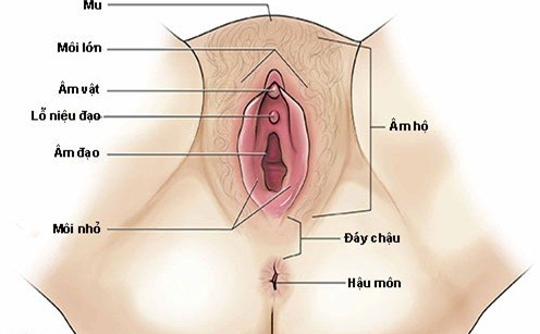 âm vật là gì