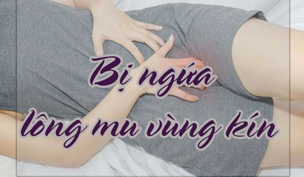 Nguyên nhân ngứa lông mu vùng kín và cách trị ngứa tại nhà